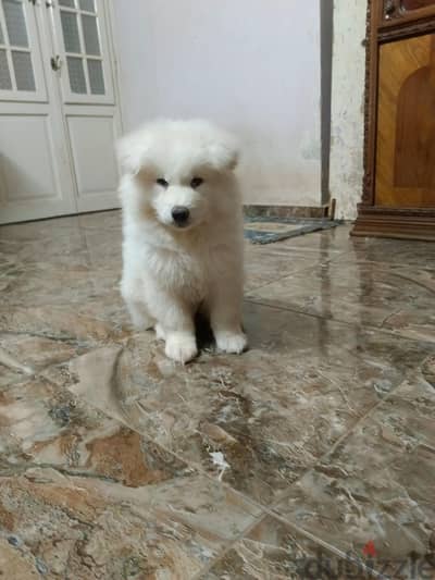 Samoyed