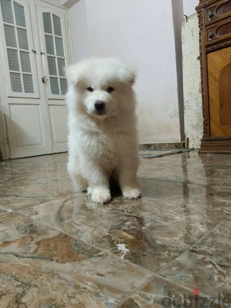 Samoyed 1