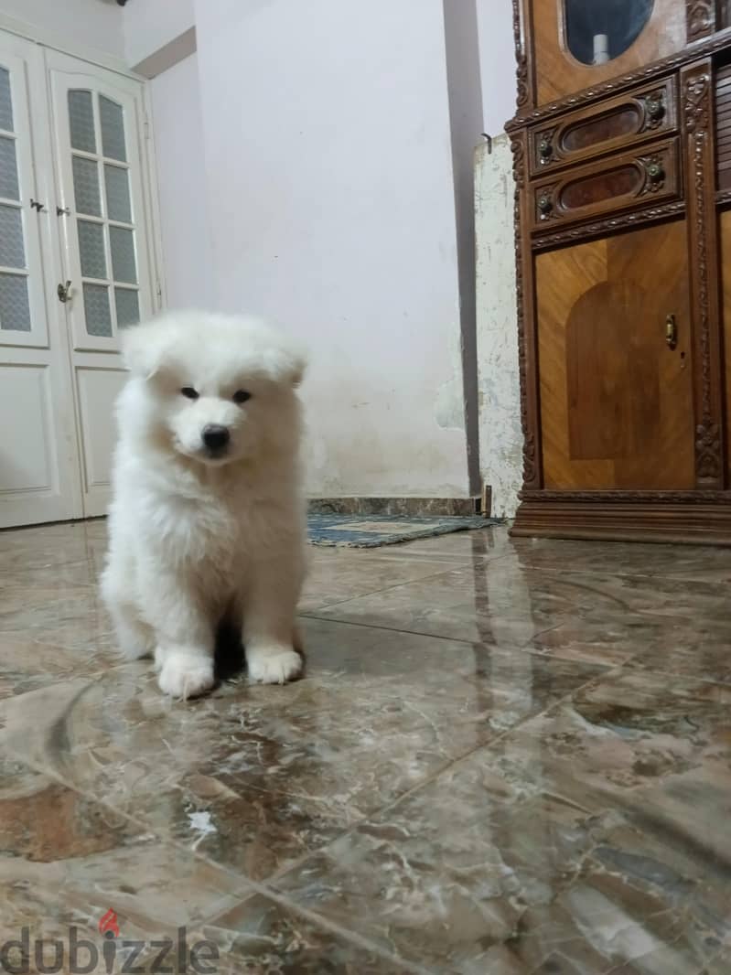 Samoyed 2