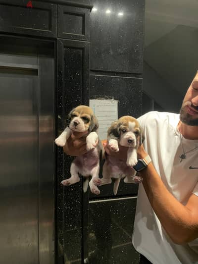 PURE BEAGLE PUPPIES