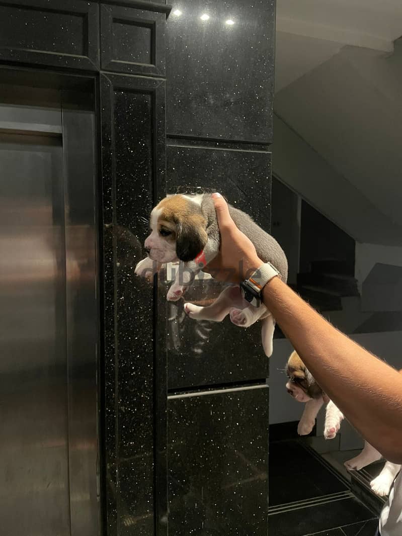 PURE BEAGLE PUPPIES 1