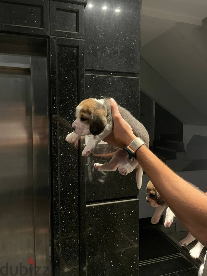 PURE BEAGLE PUPPIES 2