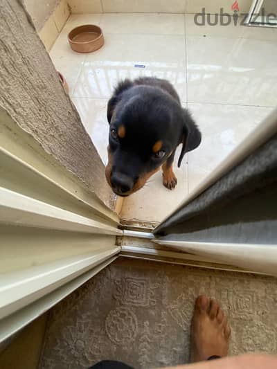 Rottweiler 3 months old for sale