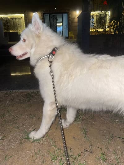 White German shepherd