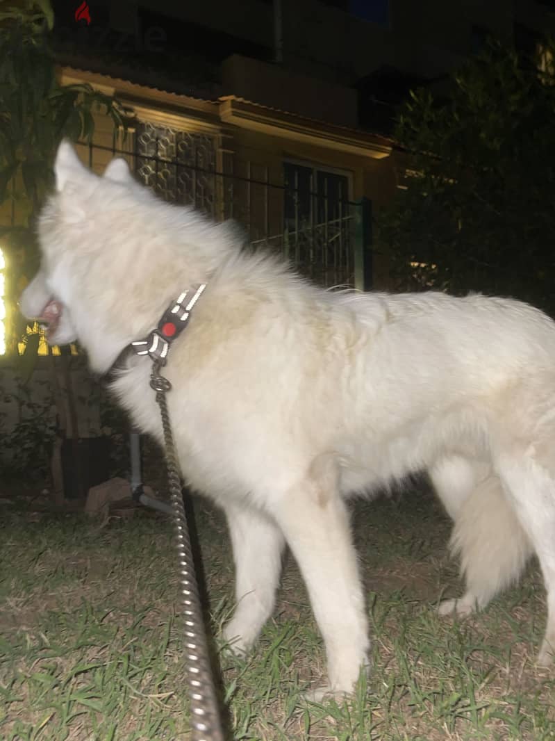 White German shepherd 1