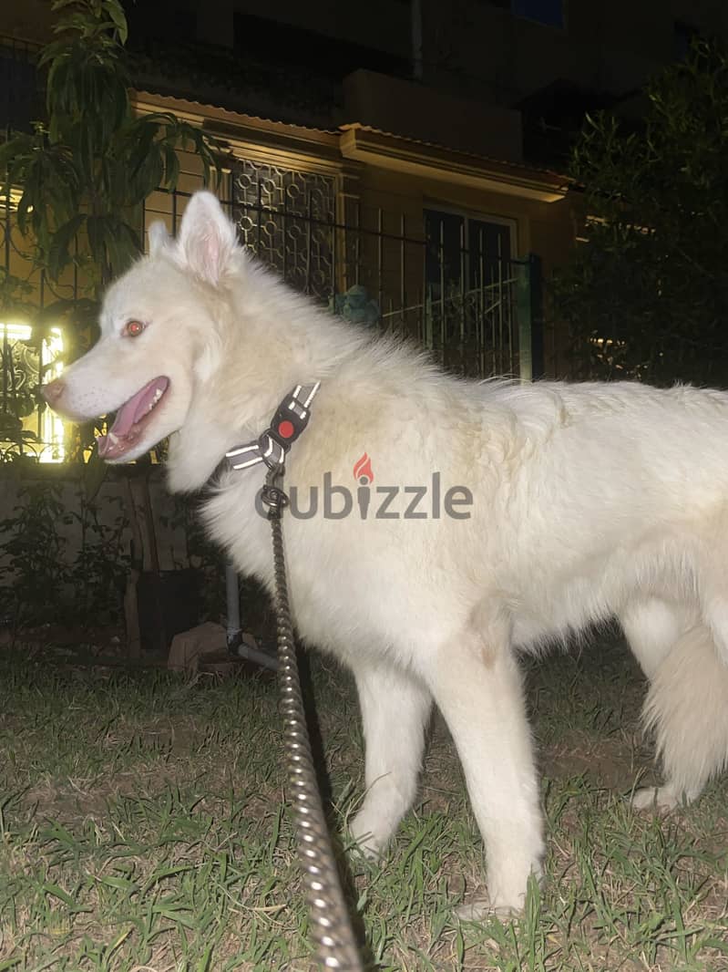 White German shepherd 2