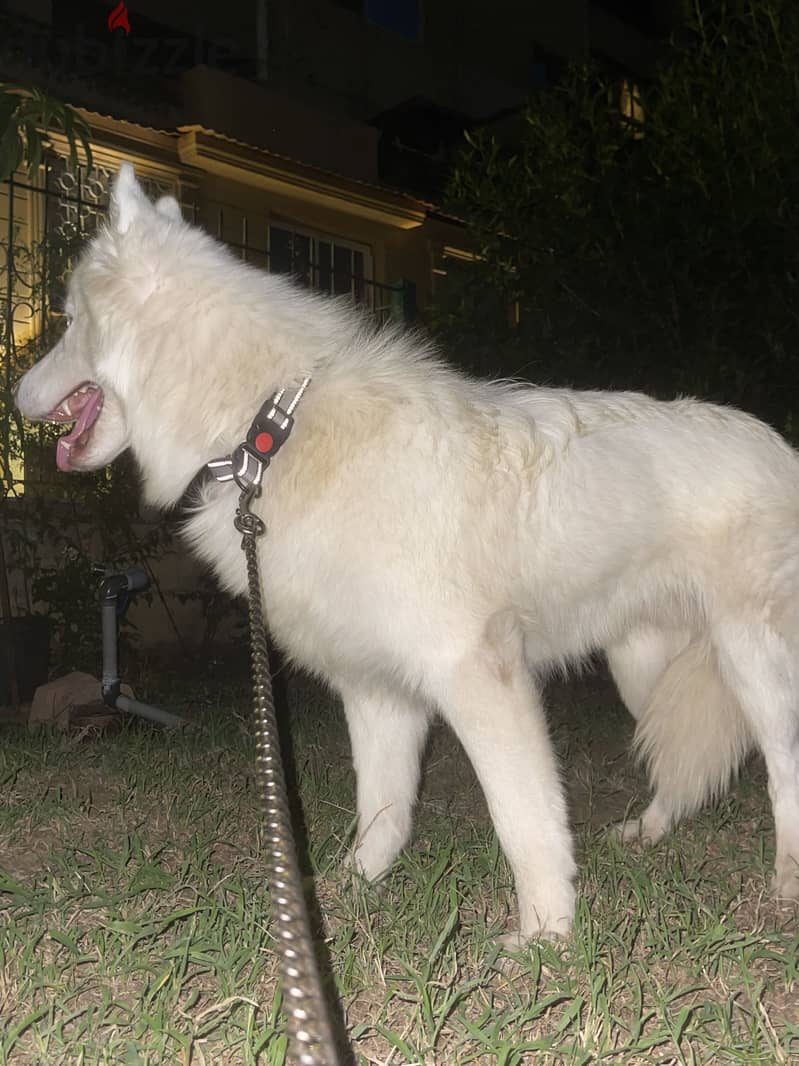 White German shepherd 3