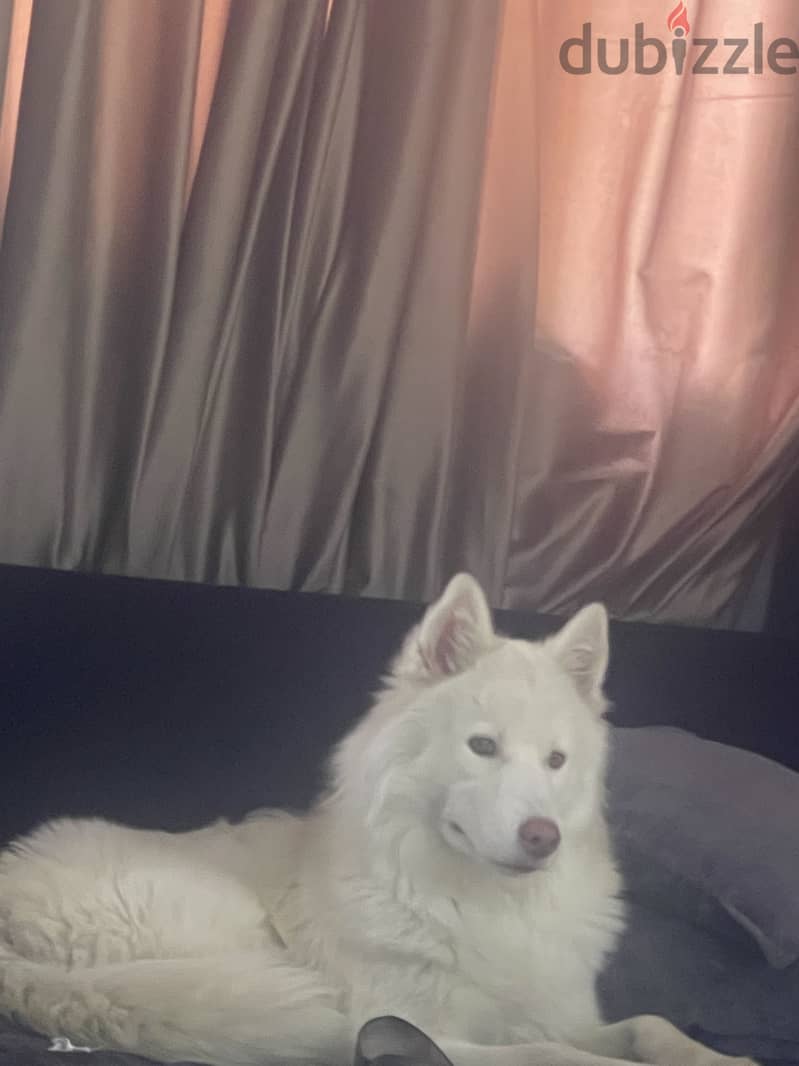 White German shepherd 4
