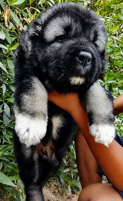 Premium Caucasian shepherd puppy