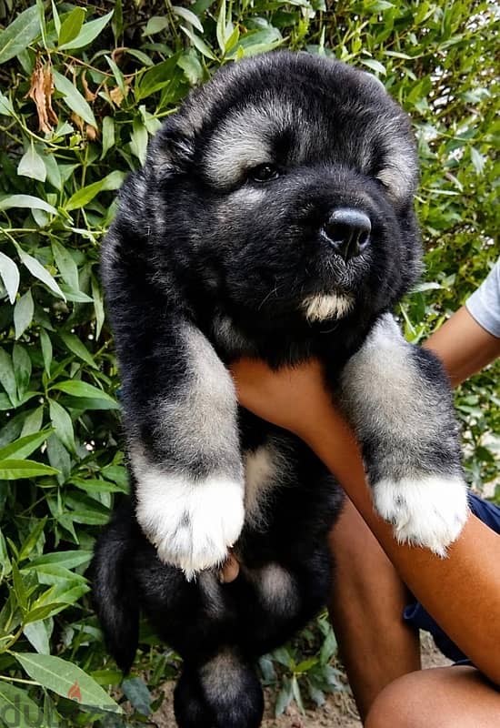 Premium Caucasian shepherd puppy 1