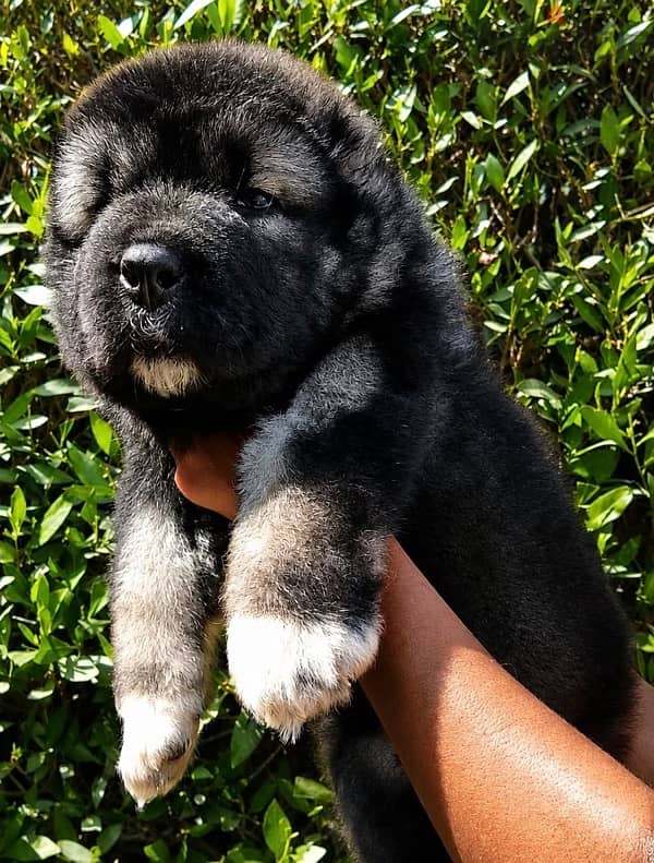 Premium Caucasian shepherd puppy 2