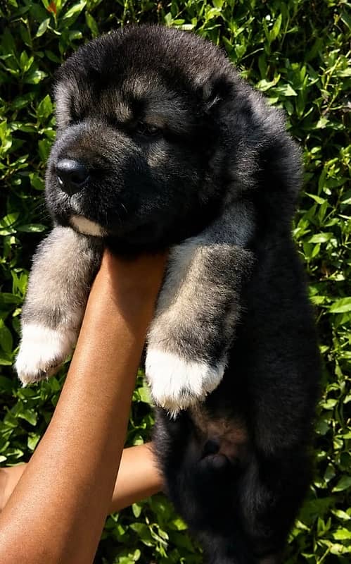 Premium Caucasian shepherd puppy 3