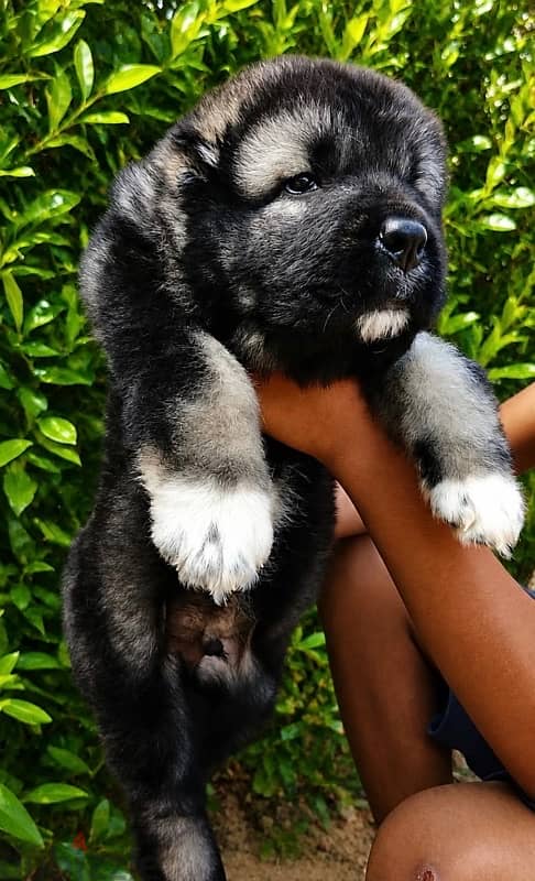 Premium Caucasian shepherd puppy 4