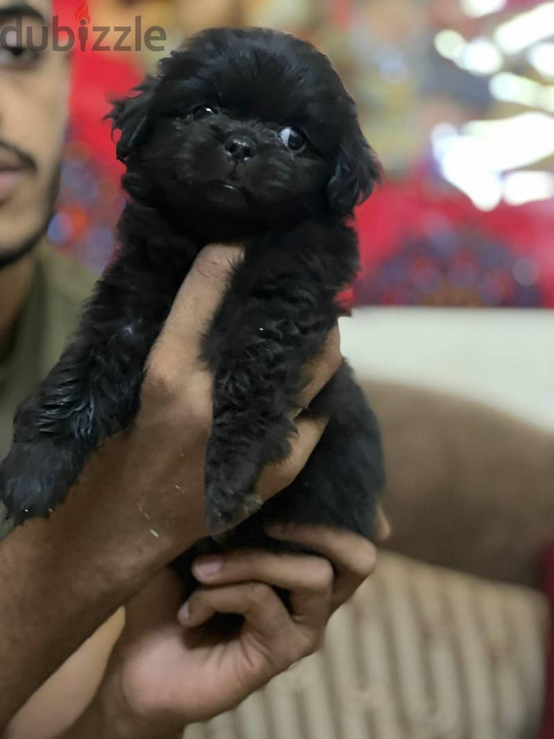 جروي بكنو 4
