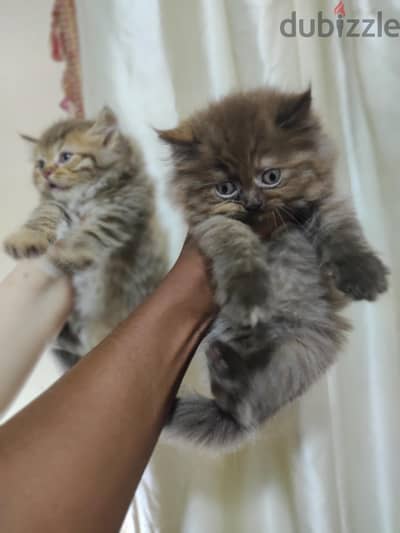 amazing cat colour male& female