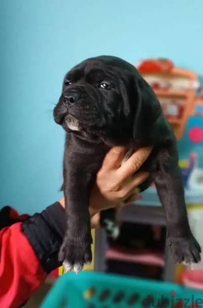 Female cane corso black brindle