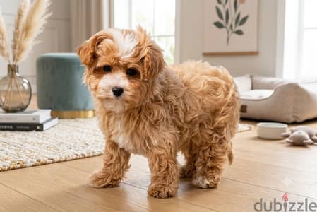 Maltipoo puppies مالتيبوو