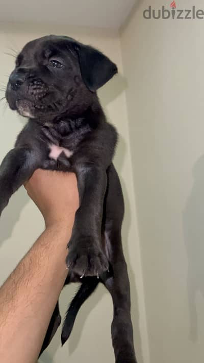 Female cane corso 50 day كين كورسو
