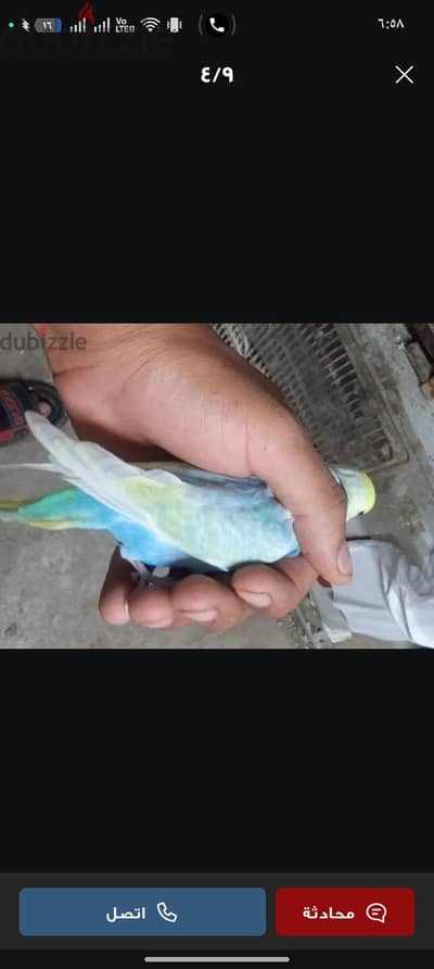 مطلوب دكر رينبو او تركيبات شغال