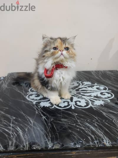 احلي بنوته كاليكو كلاكسيك زورار توب