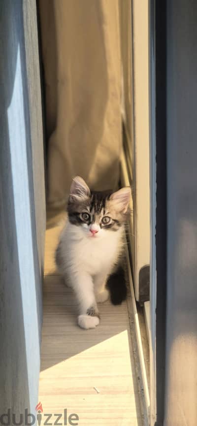 cookie - girl persian and romi mix