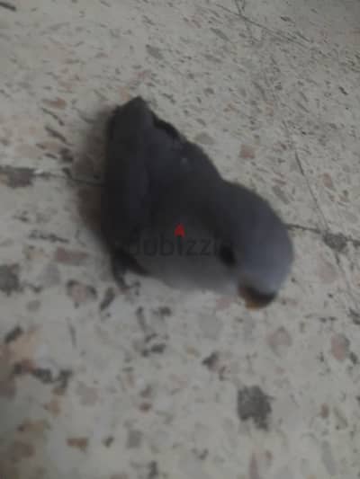 عصفير روز ٣٠٠