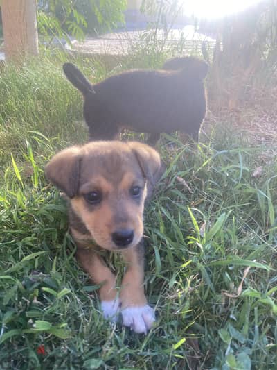 Mix breed puppies for adoption كلاب للتبني