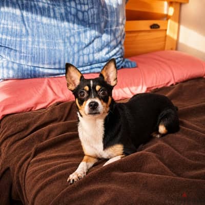 Best female Chihuahua ever