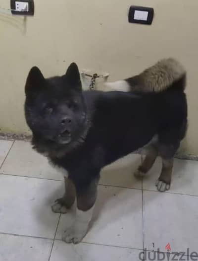 American Akita - أكيتا