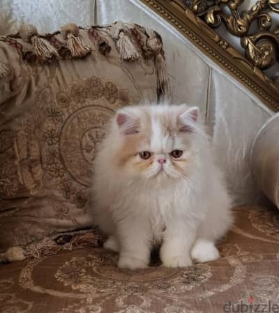 persian boy van cream  cfa