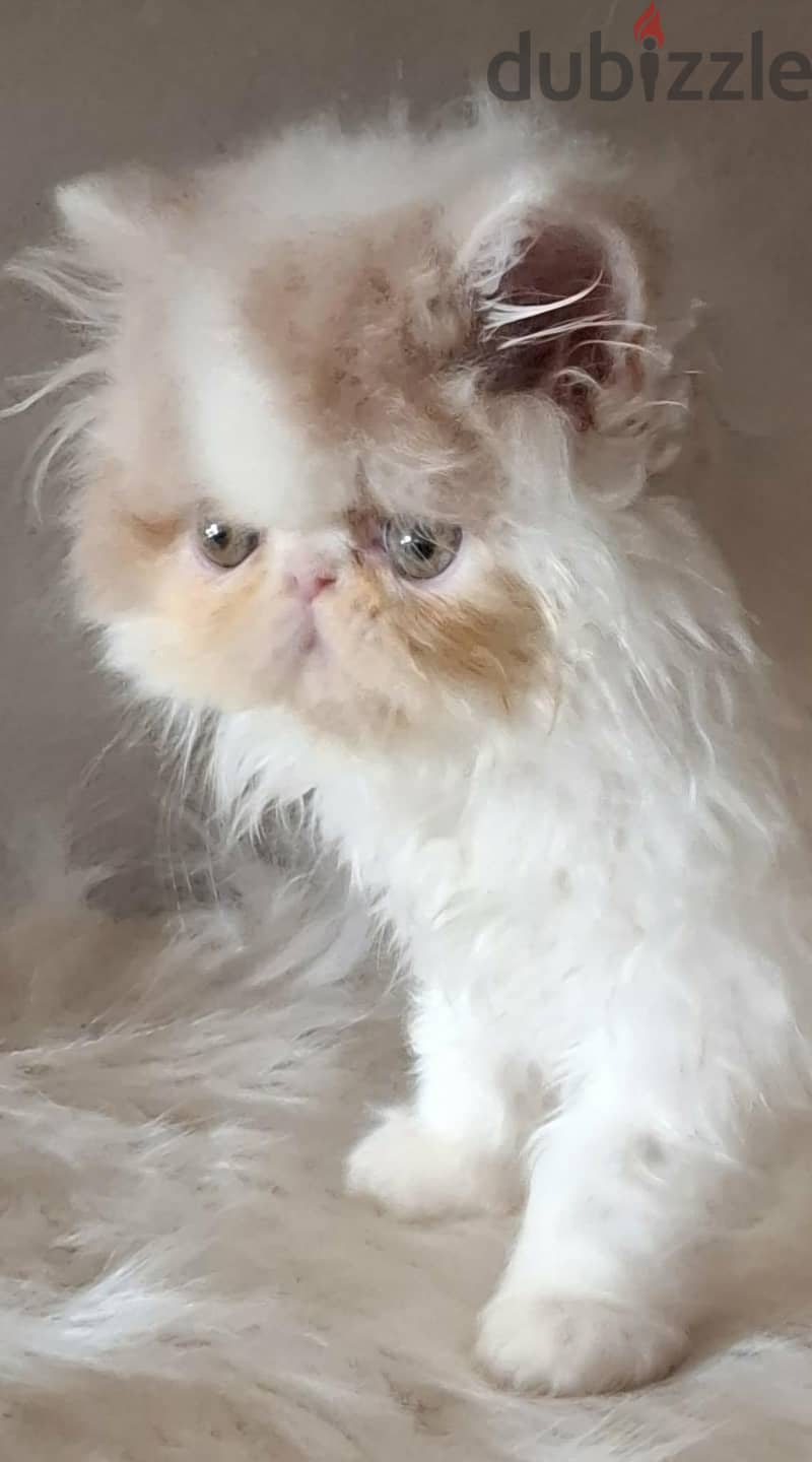 persian boy van cream  cfa 1