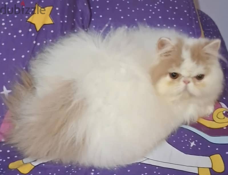 persian boy van cream  cfa 5
