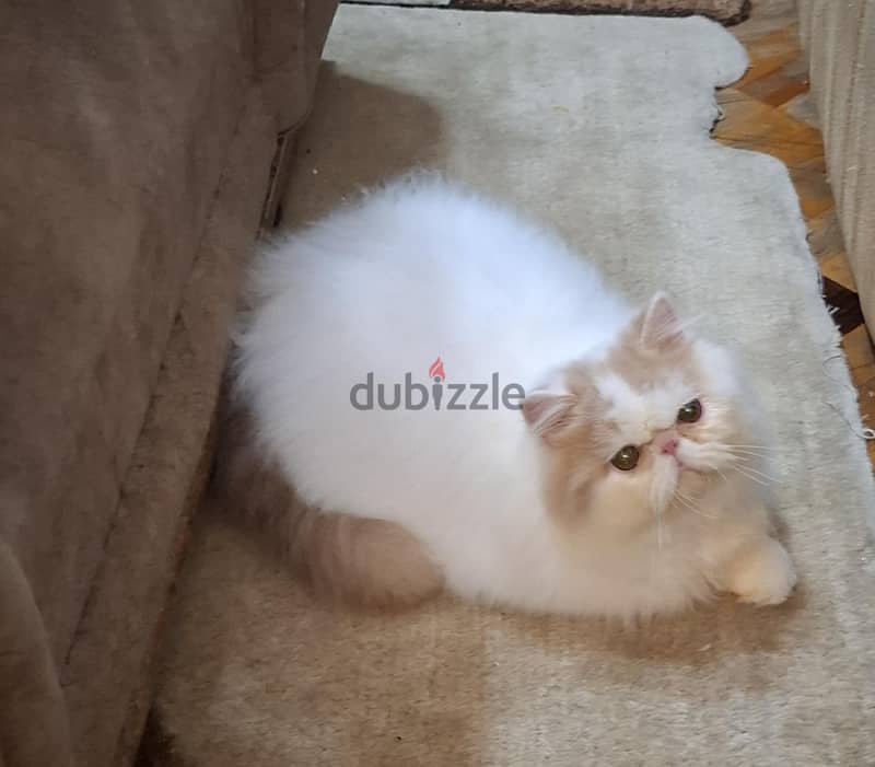 persian boy van cream  cfa 6