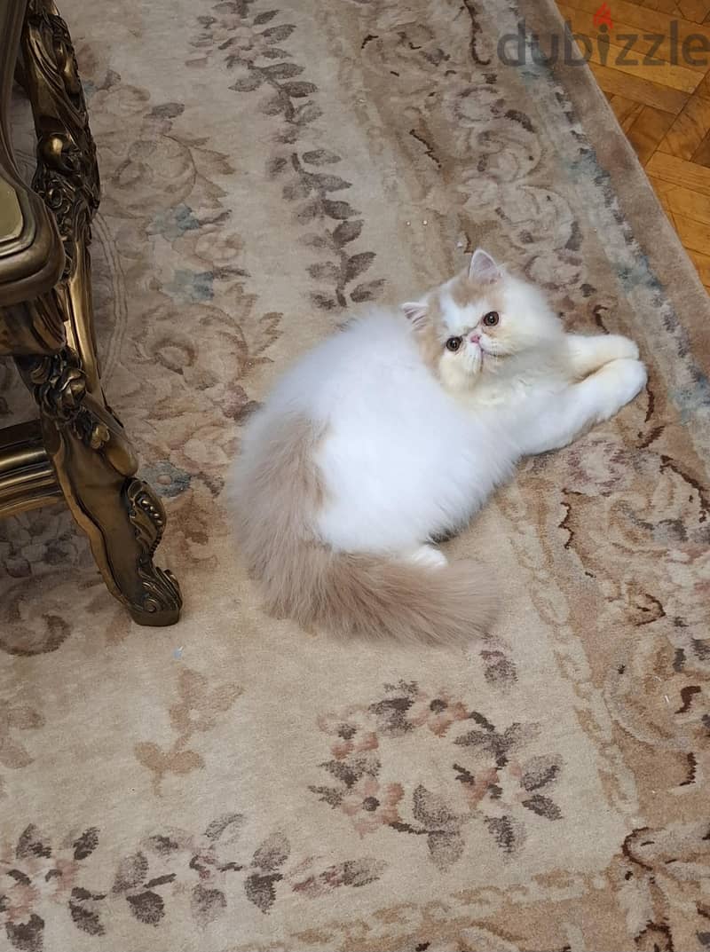 persian boy van cream  cfa 7