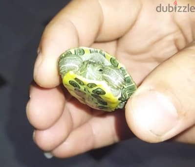 ذو الاذن الحمراء فقس جديد