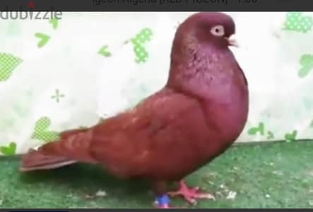 جوز شباب بلهوان.   سعودي. احمر