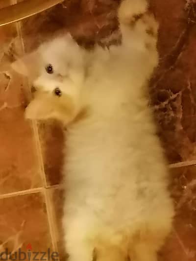 قط عمر شهرين