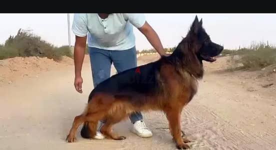 للزواج  فقط جيرمن شيبرد German shepherd