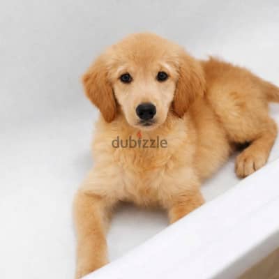 اخر جرو جولدن انجليزي لون مميز جدا  Golden Retriever puppy