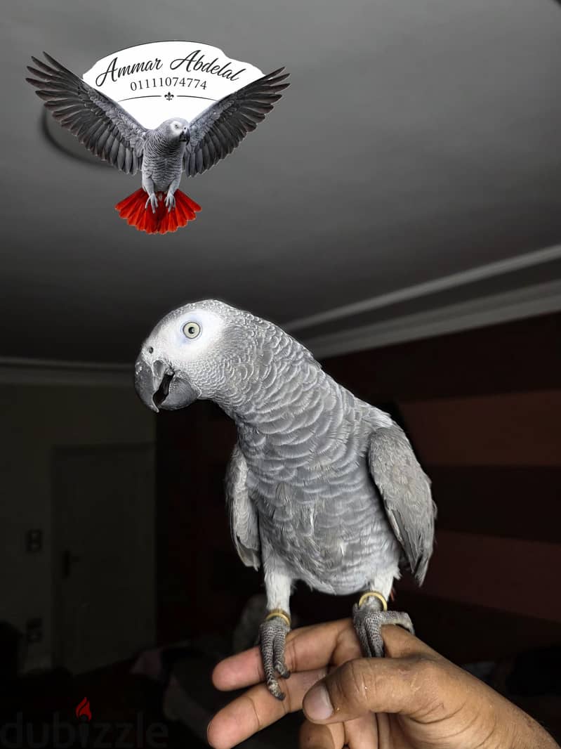 زنجباري 2