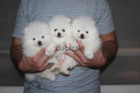 Premium Pomeranian Puppies