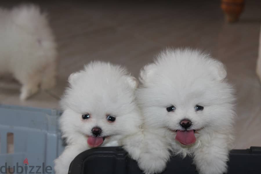 Premium Pomeranian Puppies 1