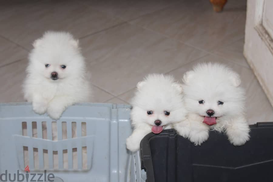Premium Pomeranian Puppies 2