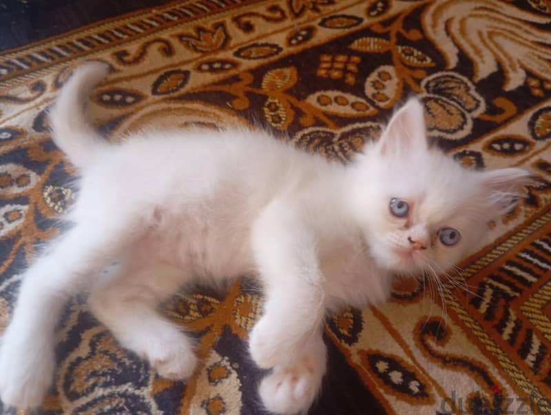 two kittens 40 days old 1