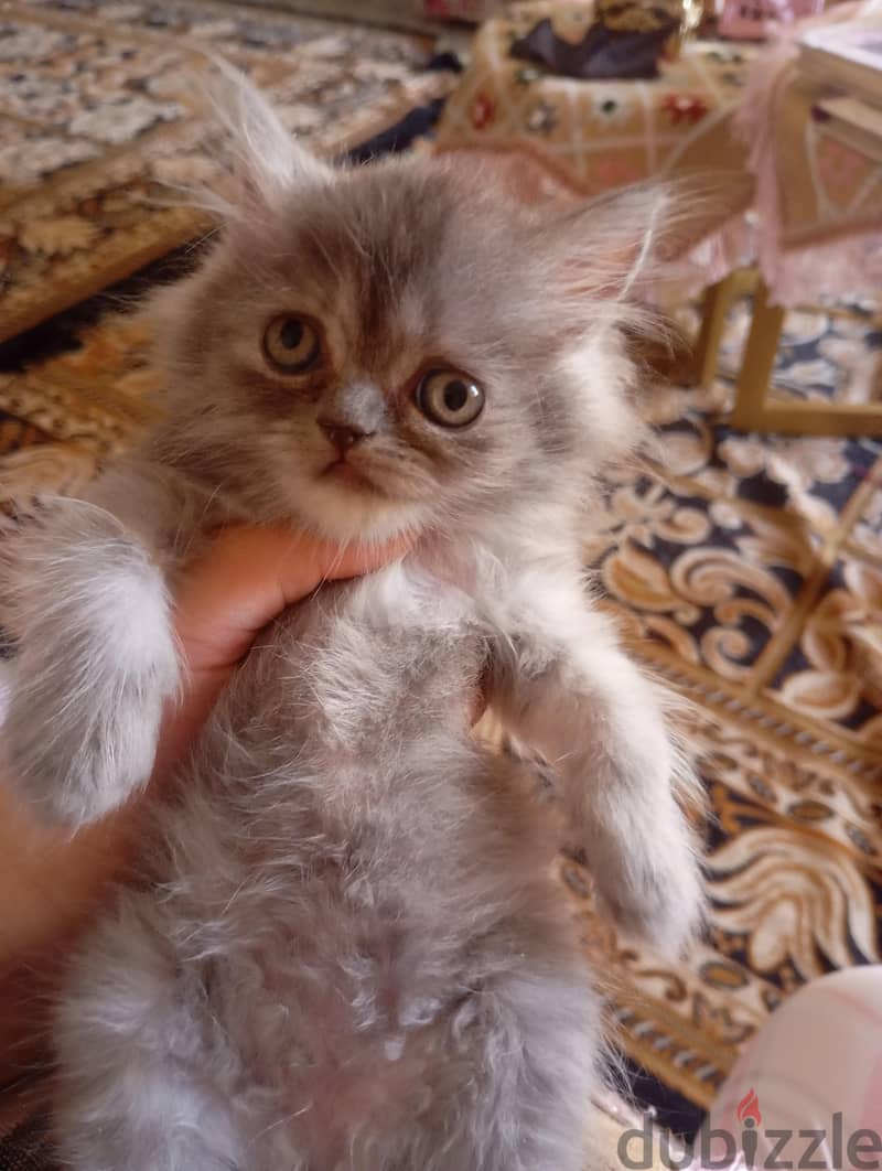 two kittens 40 days old 3