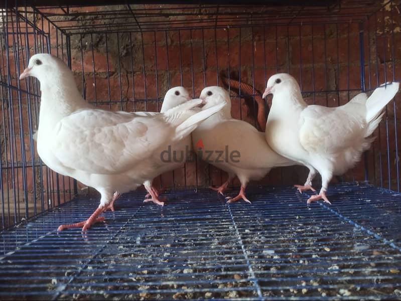 لاحم فرنساوي 3