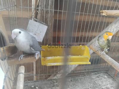 عصفير روز