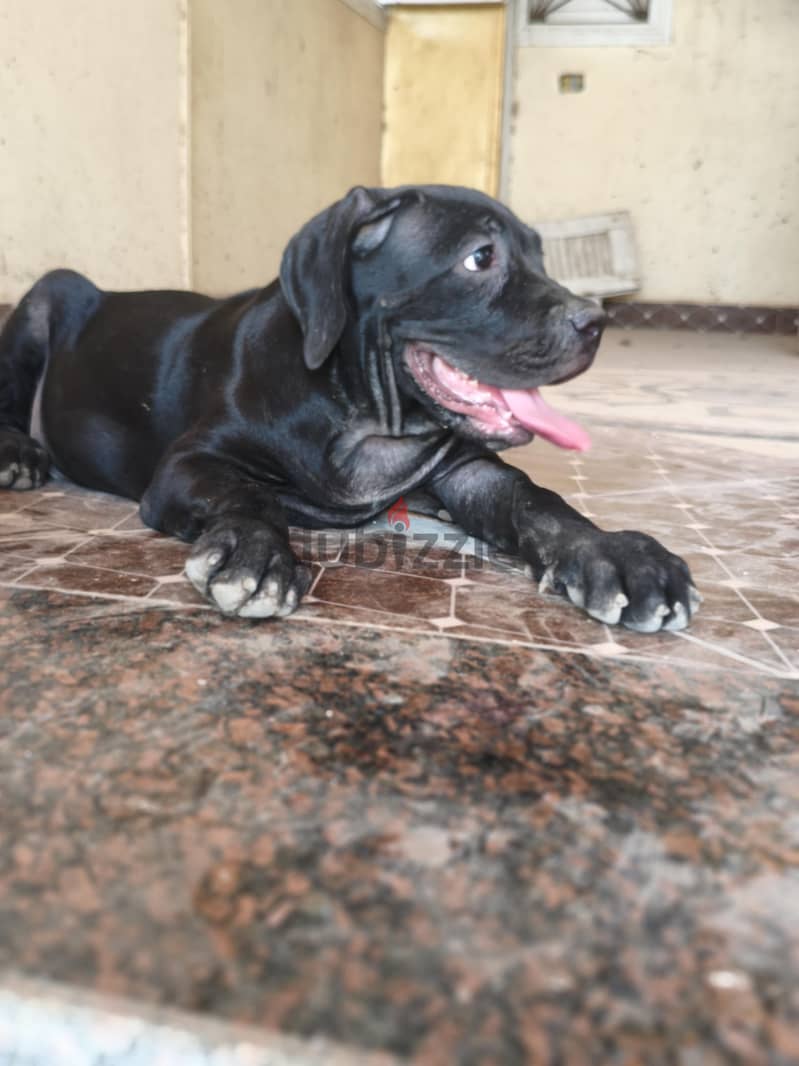 cane Corso puppies 1