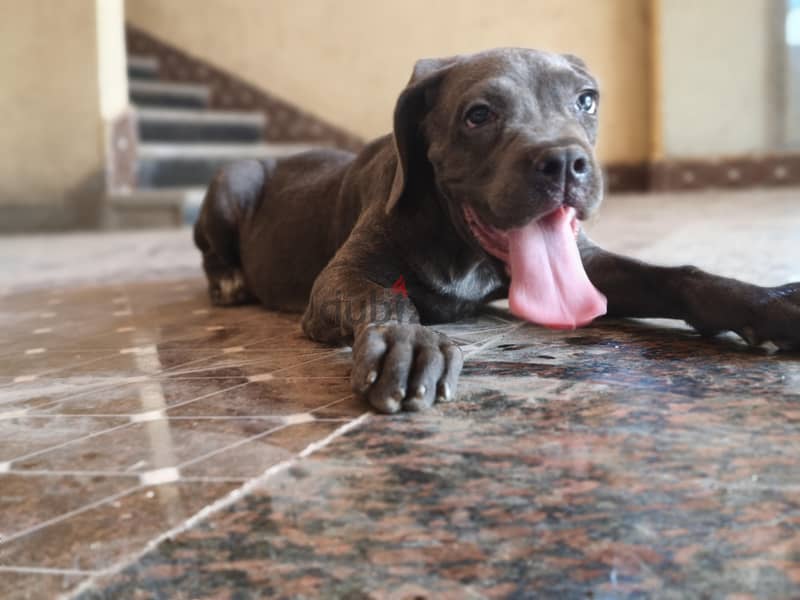 cane Corso puppies 2