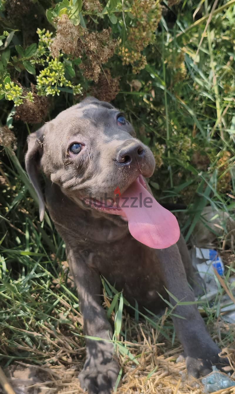 cane Corso puppies 5